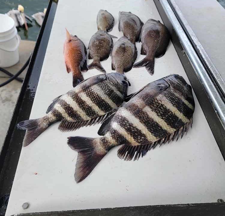 Sheepshead, Snapper, Small Grouper, and Grunts.